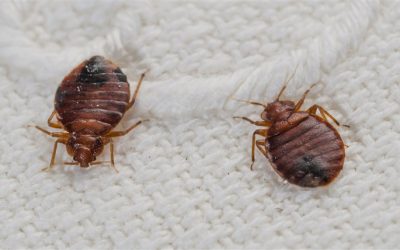 Getting Rid of Bed Bugs